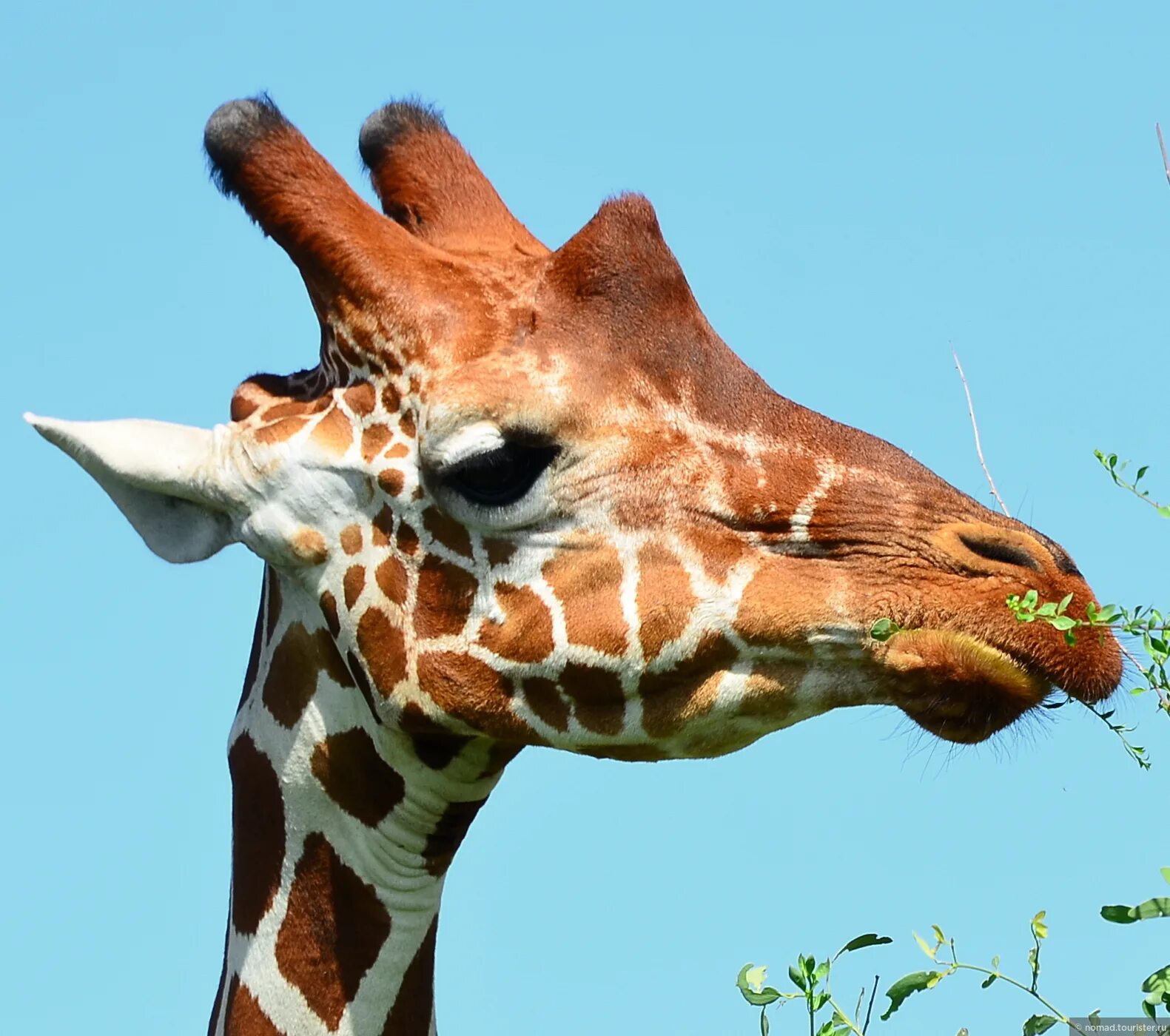 Giraffa camelopardalis reticulata. Удивленный жираф. Сетчатый жираф. Сетчатый жираф кении. Сетчатый жираф.
