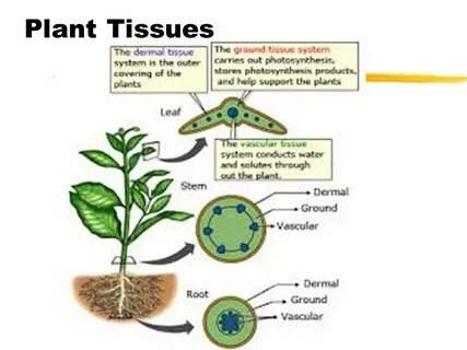 Plant tissues