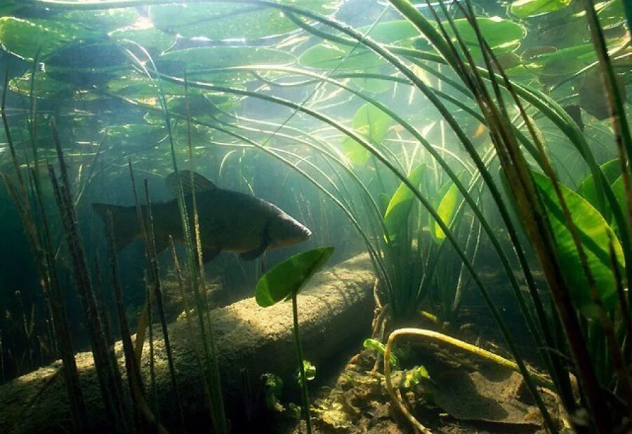 Речное дно. Пресноводные водоросли. Подводный мир реки Волга. Дно пруда.