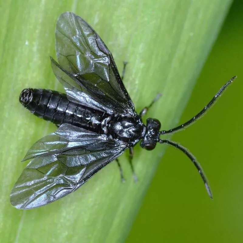 Купиновый пильшик гусеница. Phymatocera aterrima. Купеновый пилильщик. Купеновый пилильщик (phymatocera aterrima). Phymatocera aterrima.