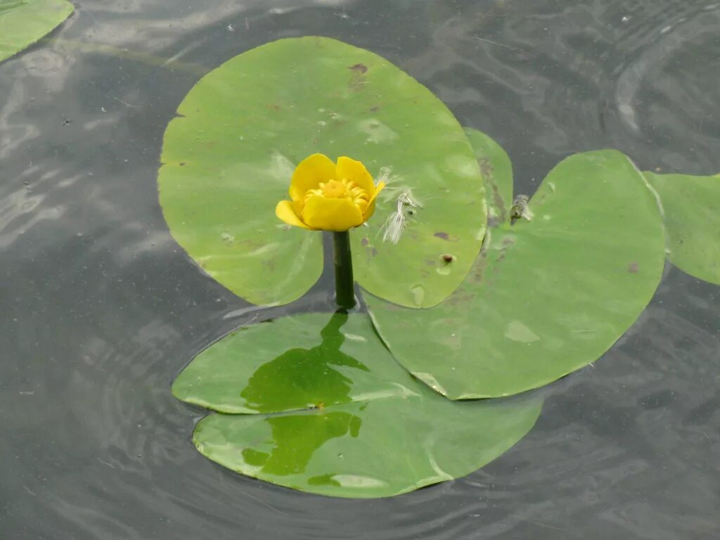 Кубышка (Nuphar). Кубышка желтая (Nuphar lutea). Кубышка Болотная. Кувшинка кубышка. Кубышка растет