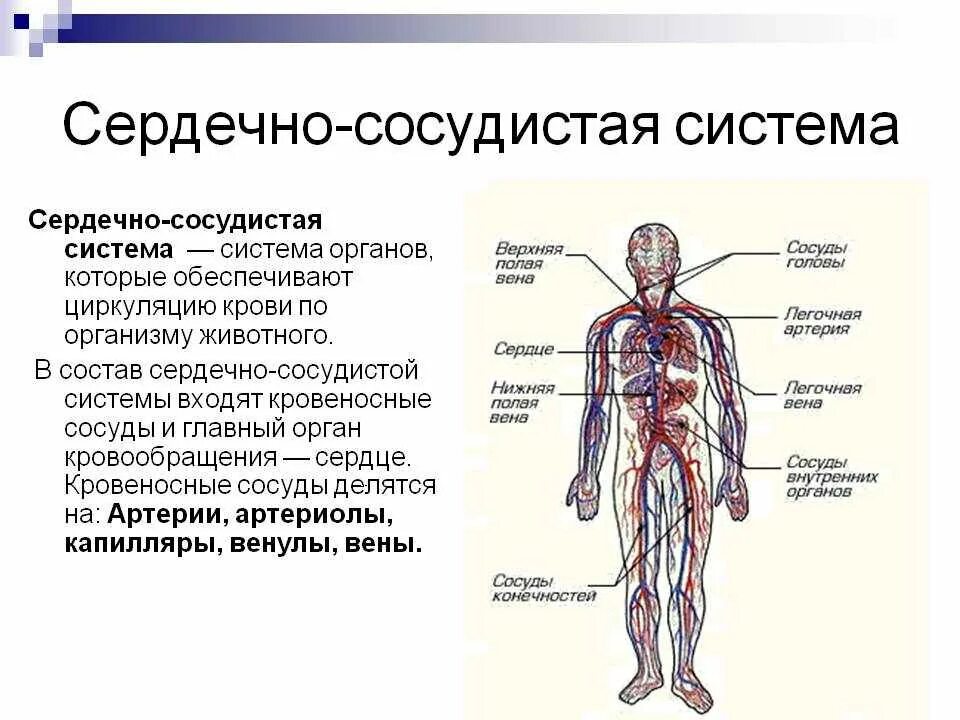 Какая функция сердечно сосудистой системы. Схема строения кровеносной системы человека биология 8 класс. из чего состоит сердечно сосудистая система. строение сердечно сосудистой системы функции и строение. кровеносная система человека схема функции.
