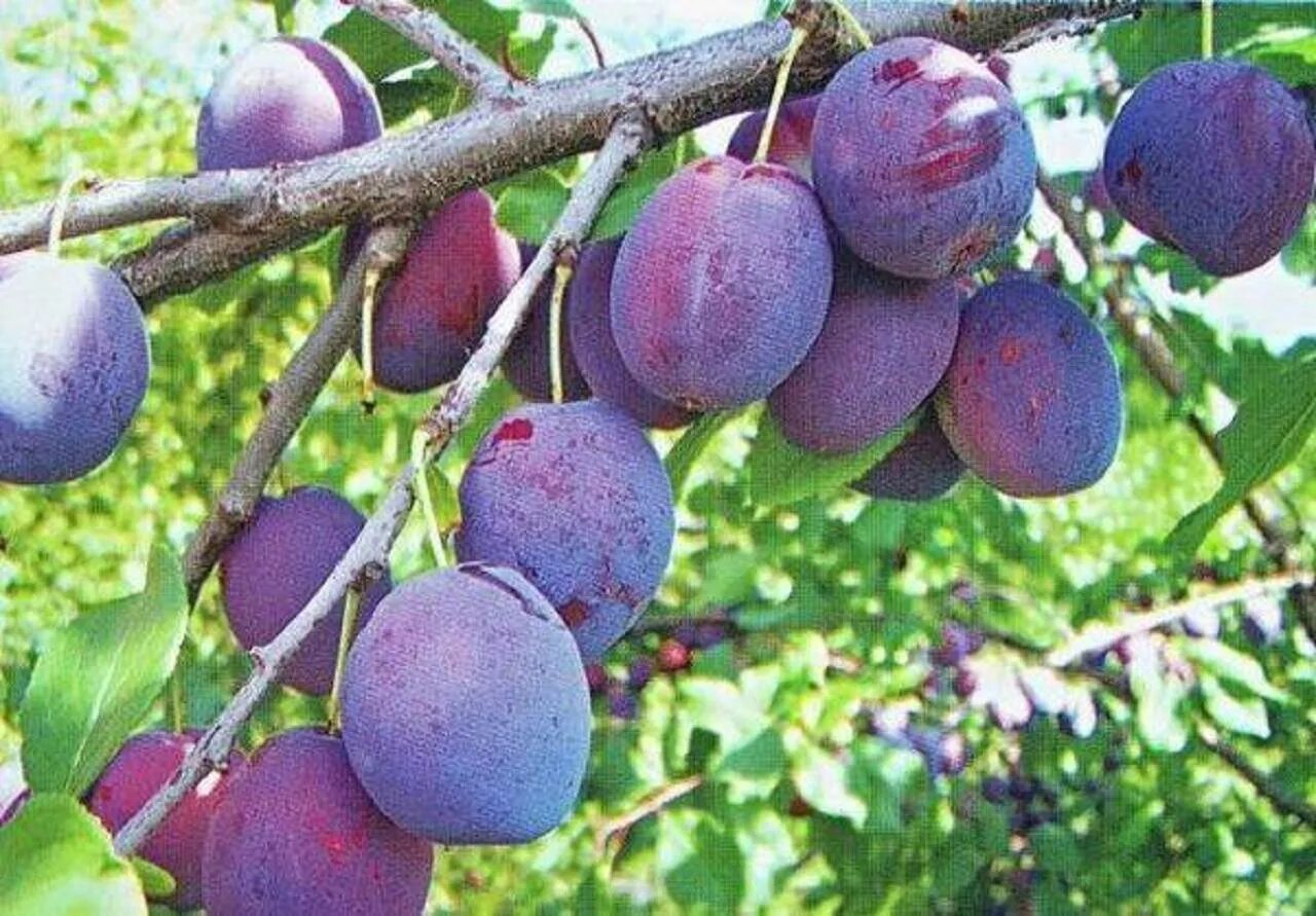 Слива сорт волжская красавица. Слива блю свит колоновидная. Слива венгерка волжская. Слива сорт этюд. Слива этюд.