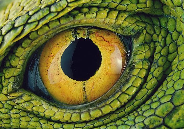 Как выглядит змеиный глаз Forex Animals, Snake, Cool eyes