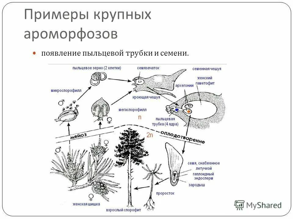 Ароморфозы растений и животных. Ароморфозы растений и животных таблица. Основные ароморфозы растений и животных. Ароморфоз примеры таблица. Появление пятипалой конечности ароморфоз