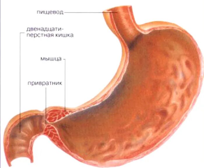 Пищевод не смыкается. Пилорический отдел желудка сфинктер. Луковица двенадцатиперстной кишки, пилорический отдел желудка. Привратник двенадцатиперстной кишки. Пилорический сфинктер ДПК.