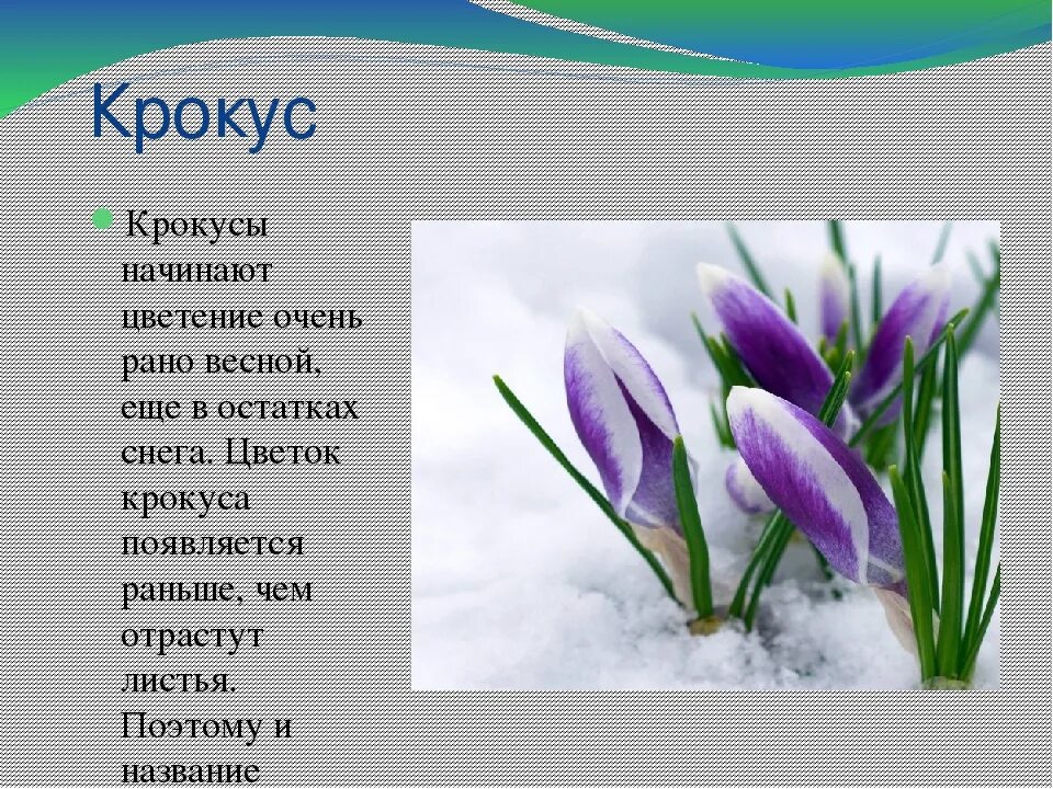 Крокусы зацветут в Москве, как только подтает снег, обычно это происходит после 