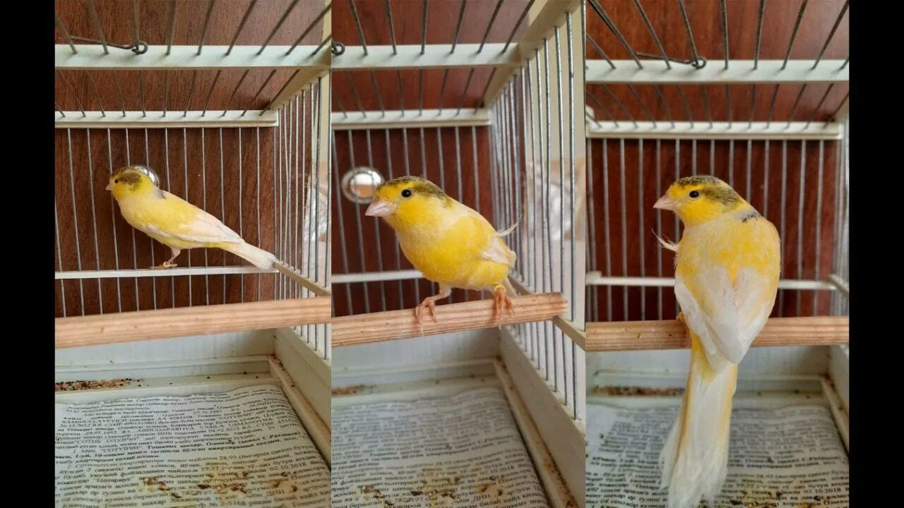 Канарейка овсяночного напева. Кенар кенар. Зеленая канарейка овсяночного напева. Кенар лесной напев. Пение кенара для обучения.