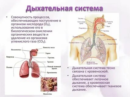 Система дыхания обеспечивает