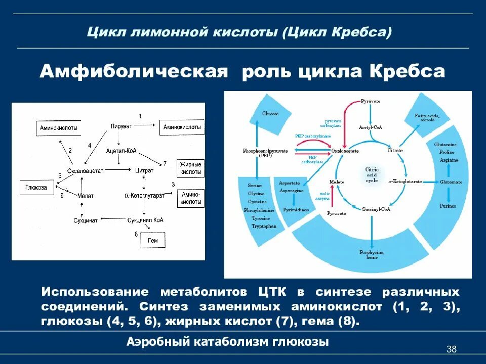 Синтез жирных кислот цикл Кребса. Функции цикла Кребса. Роль цикла Кребса биохимия. Биологическая роль цикла Кребса биохимия. Аэробное соединение