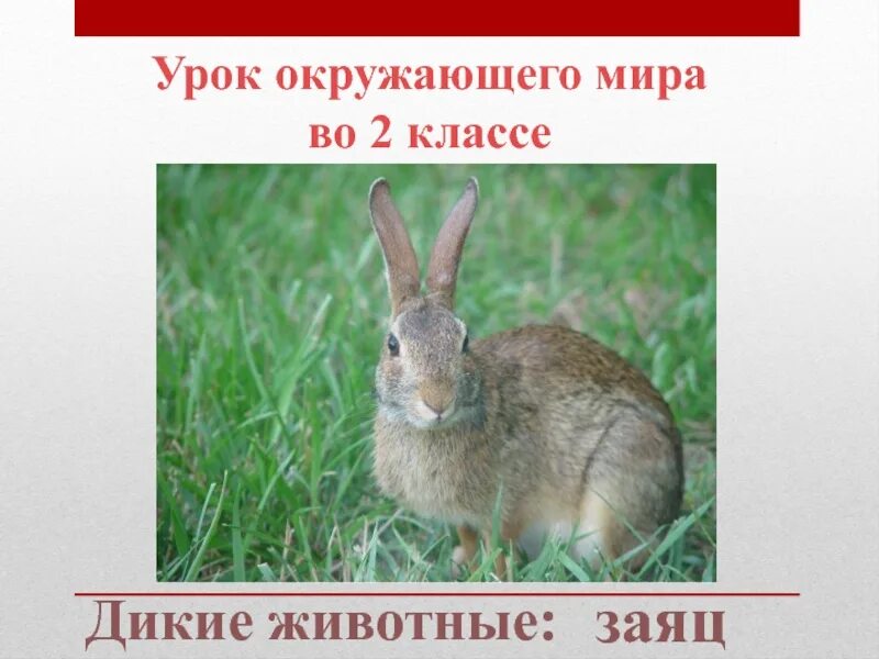 Заяц 3 класс русский язык. Заяц для презентации. Доклад про зайца. Заяц презентация для детей. Рассказ про зайца.