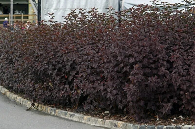 пузыреплодник калинолистный живая. пузыреплодник ауреомаргината. пузыреплодник саммер вайн. пузыреплодник калинолистный живая. пузыреплодник калинолистный diablo.