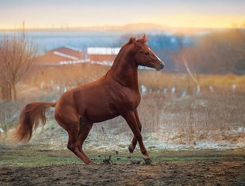 Рыжий конь