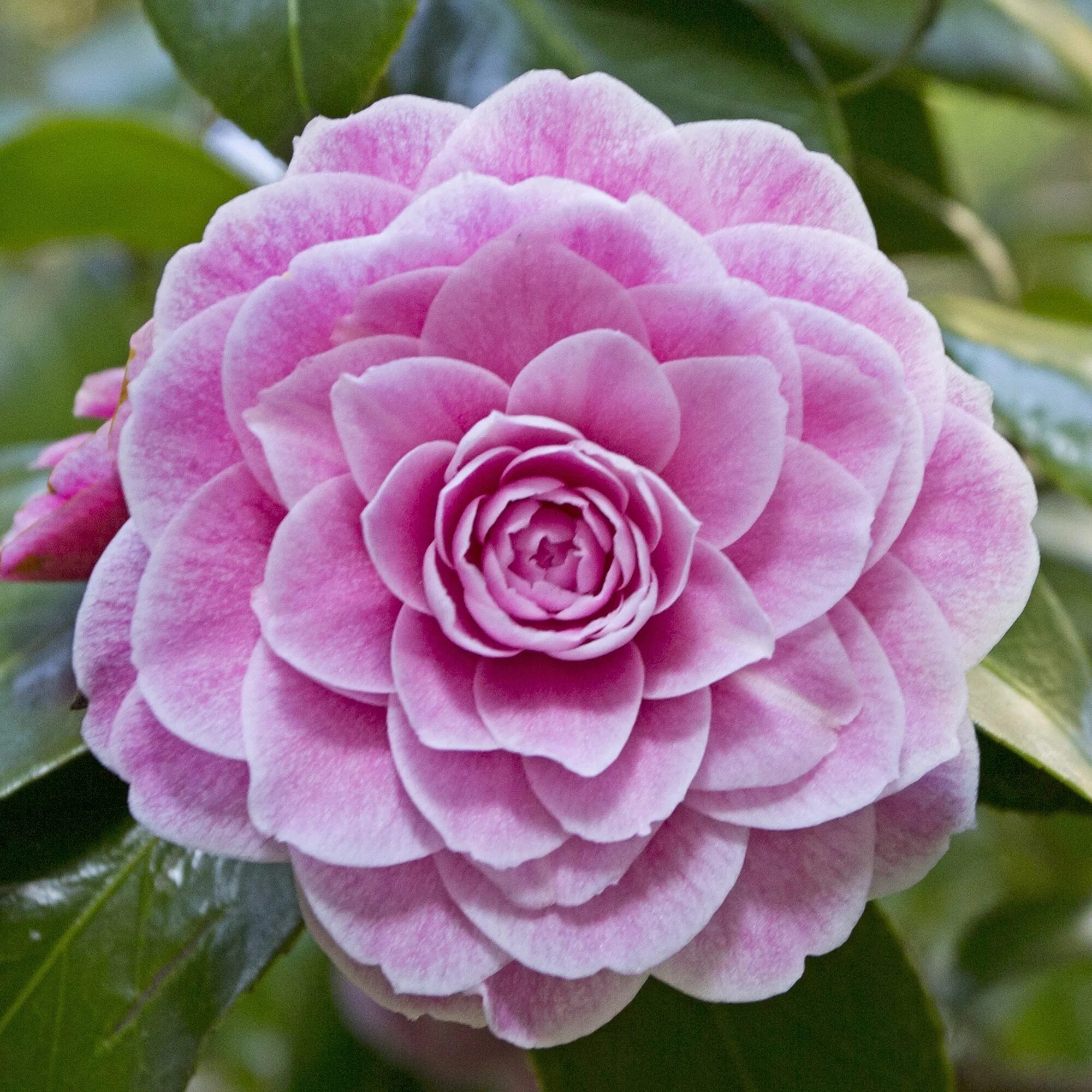 Камелия японская нобилиссима. Камелия. Камелия японская цветок. Камелия сорта. Камелия японская вильям бартлетт.