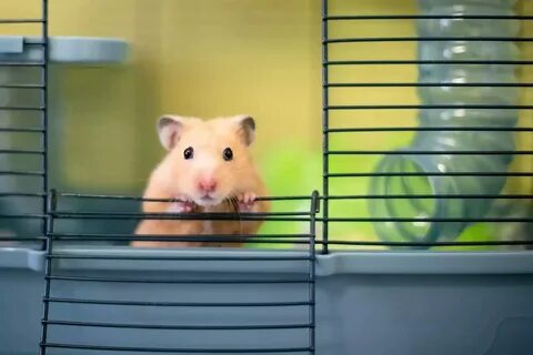 Почему не пришел hamster