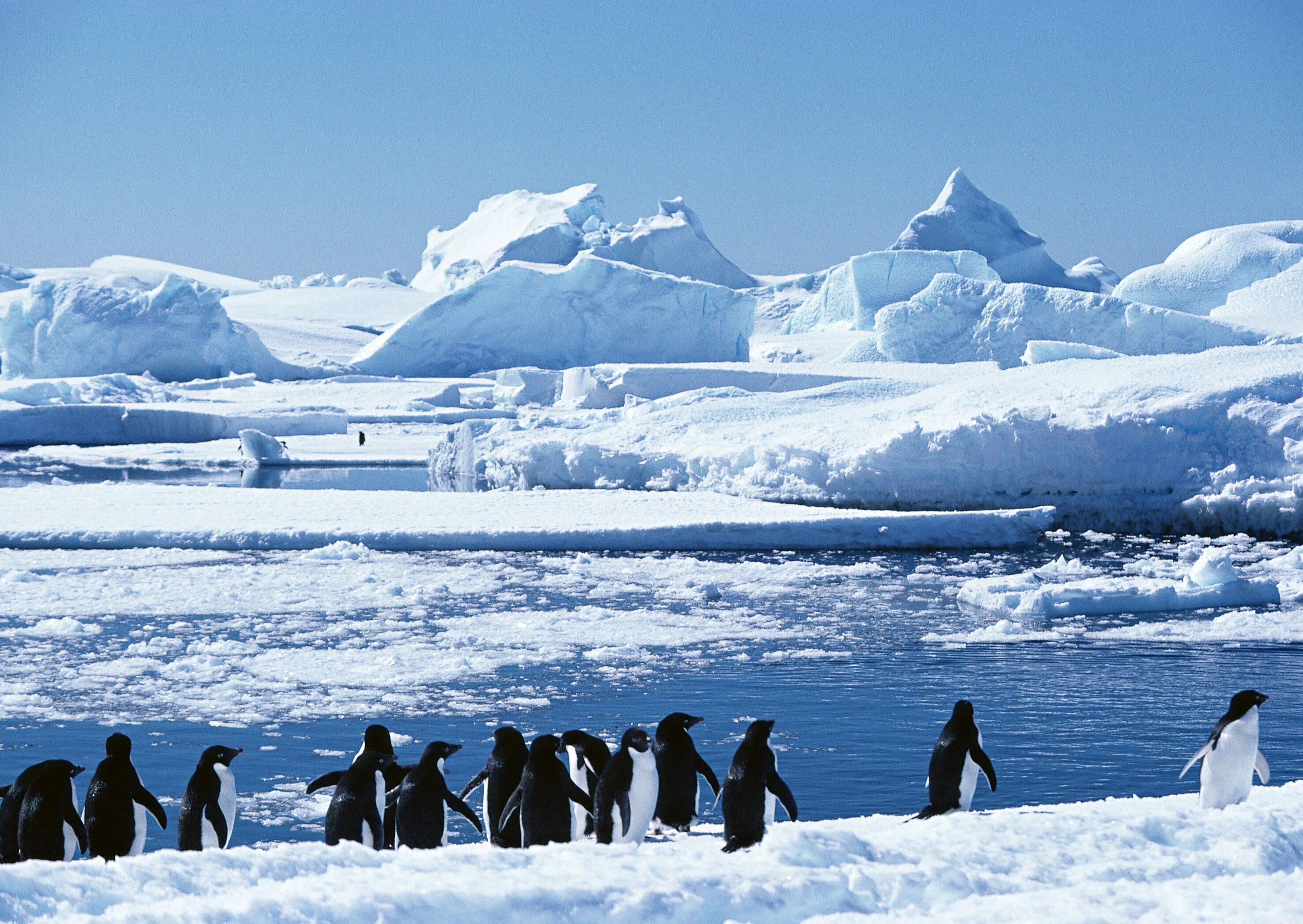 Арктические пустыни изменение природы человеком. Полярный (Арктический и антарктический) климат. Антарктида и Северный полюс. Барнео Арктика. Антарктическая пустыня.