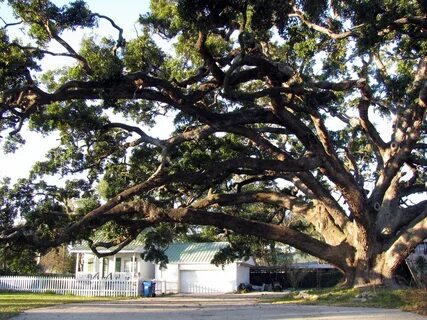 Topic oaks