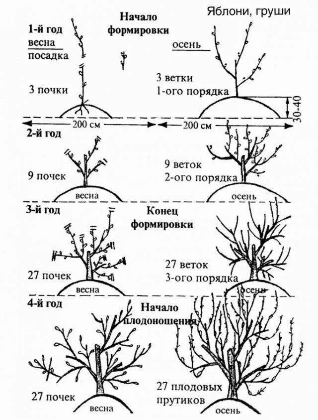 Формирование кроны грецкого ореха схема. Схемы обрезки стелющейся яблони. Схема обрезки грецкого ореха весной. Формирование стланцевой яблони схема. Развитие яблони