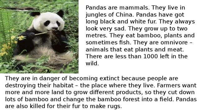 Рассказ о панде на английском. Текст про панду на английском языке. Интересные факты о пандах. Вымирающие животные на английском языке.