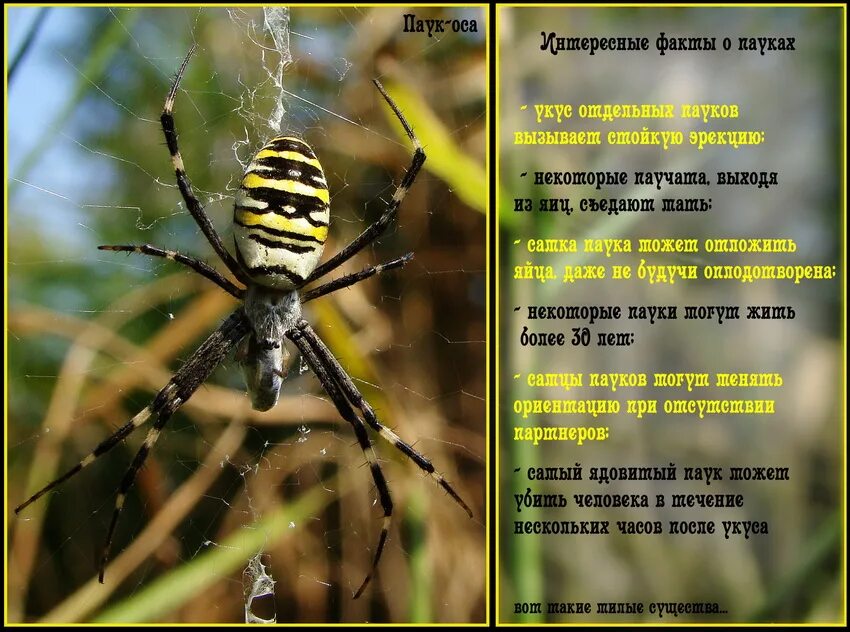 Возле Терлецких прудов поселился паук-оса