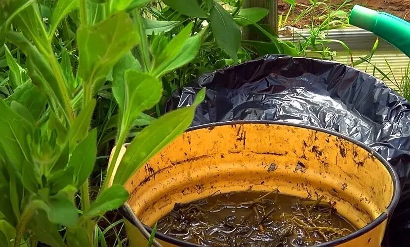 Настой банана для полива рассады томатов. Травяной настой для подкормки растений. удобрение из травы в бочке. емкость для перегнивания травы. бокаши (ферментирование).