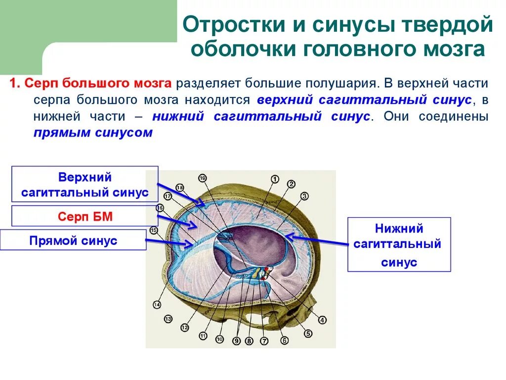 Отростки твердой мозговой оболочки. Серп большого мозга (твёрдая мозговая оболочка). Оболочки головного мозга отростки и пазухи твердой мозговой оболочки. Большого серповидного отростка твердой оболочки головного мозга. Диафрагма черепа