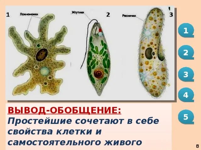 Одноклеточные животные. Древнейшие одноклеточные. Простейшие самые примитивные. Вывод о простейших и одноклеточных животных. Почему простейшие живые