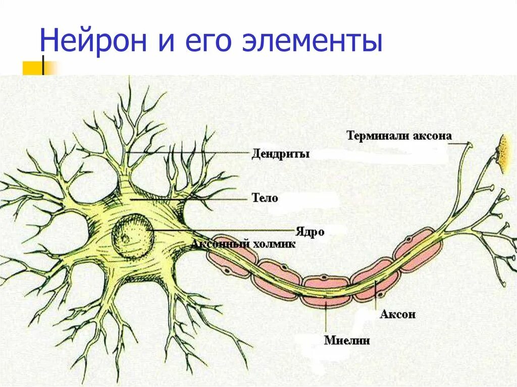 Строение нерва рисунок. Нейроны и нервная система человека схема. Строение нейрона биология. Строение нервной клетки нейрона. Нервная система строение нейрона.