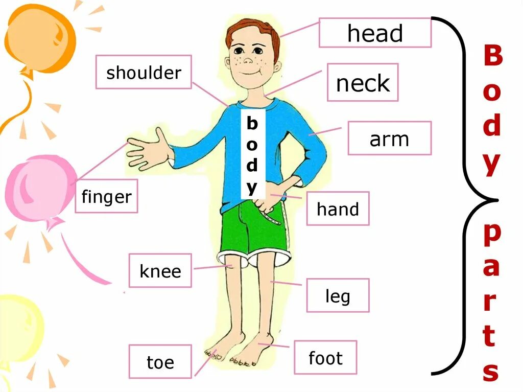 Части тела на английском. Части тела на английском для детей. Тело человека на английском. Части тела человека на английском. Arms legs перевод
