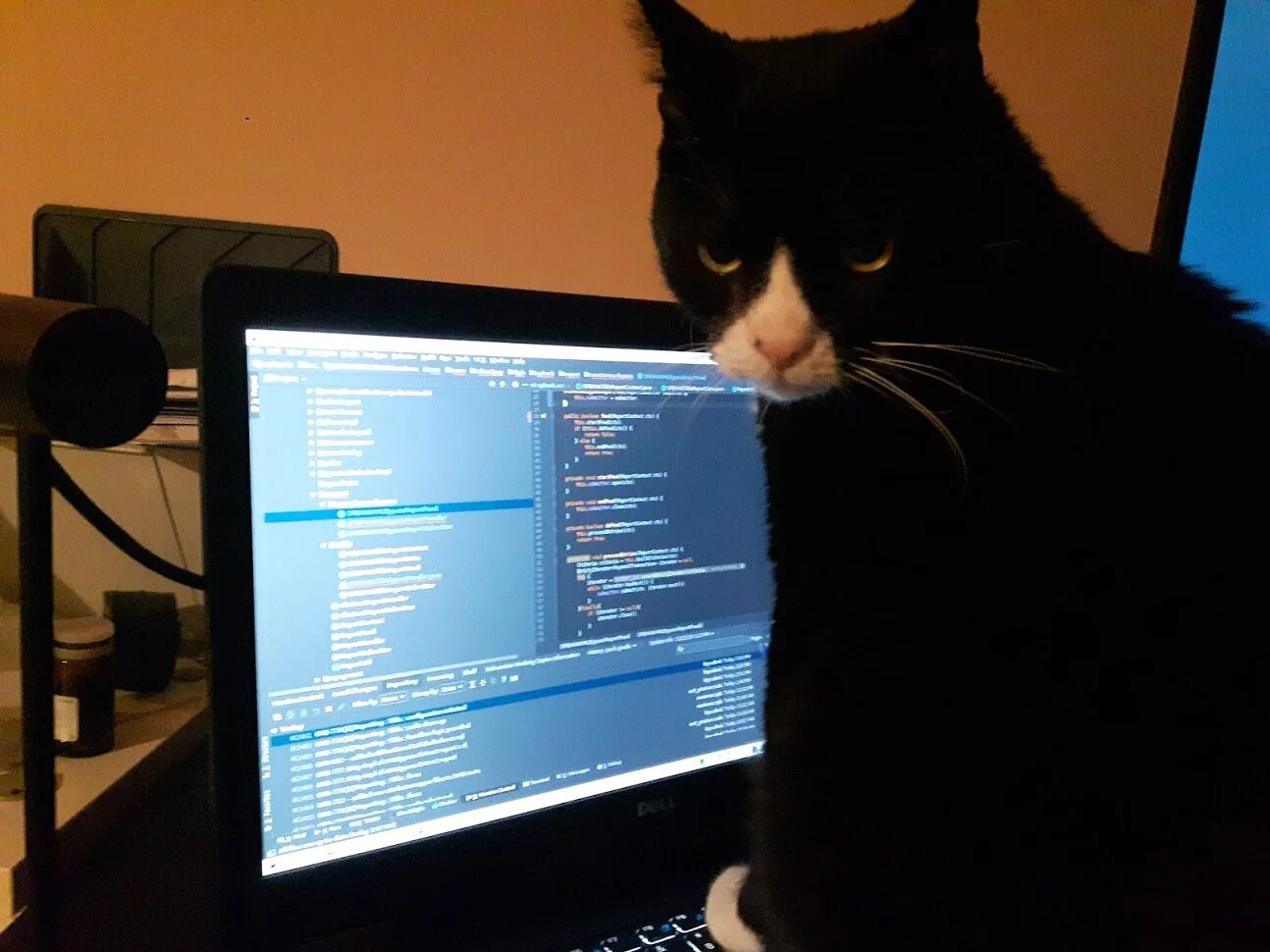Коты и программирование. Кот программист. Программирование котик. Кот Компьютерщик.