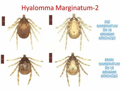 Hyalomma