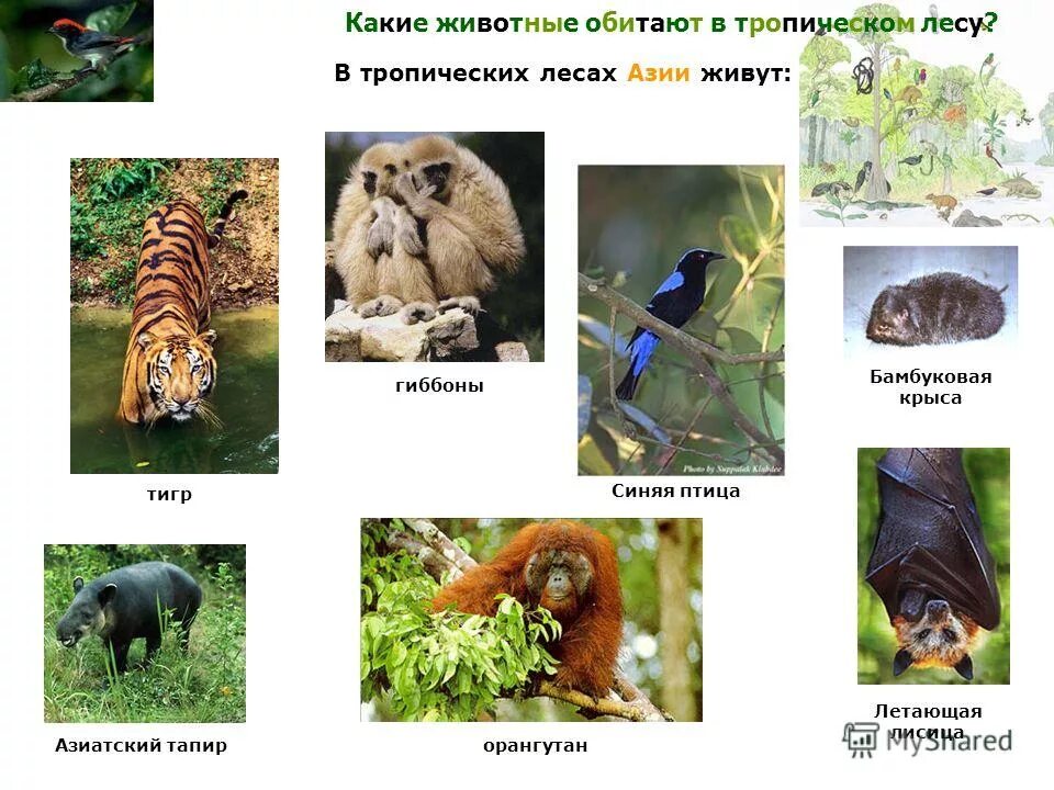 Кто живет в тропике. Тропикал рейнфорест. Животные тропического леса аргентины энциклопедия путешествий. Тропические животные. Животные тропиков для детей 1 класса.