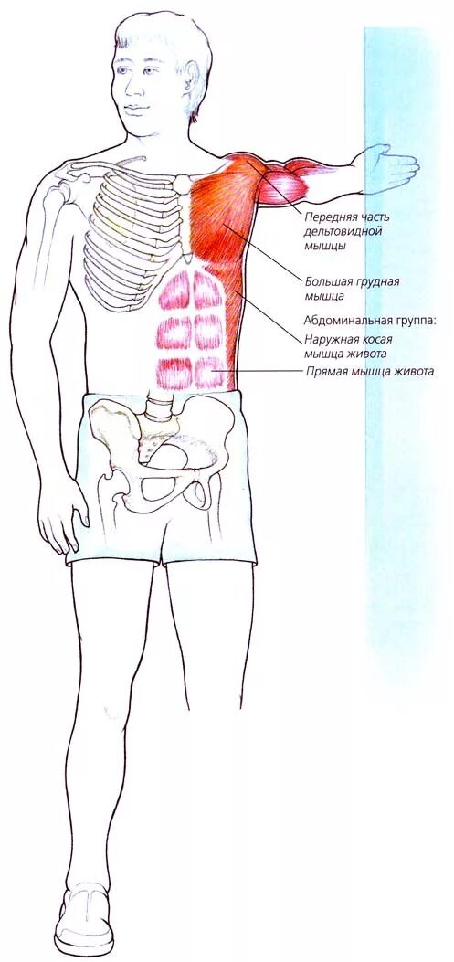 растяжение грудной мышцы симптомы. растяжение грудной мышцы. растяжки на мышцах бицепса. растяжение грудной мышцы симптомы. разрыв мышц грудной клетки.