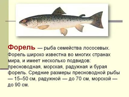 Какой рыбе относится