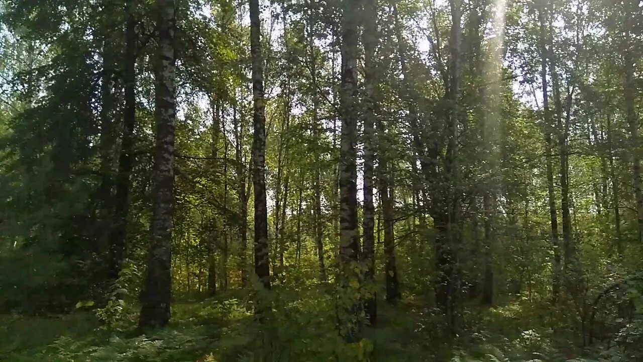 Другие сели в лесах. Село Первомайское лес. Лес в деревне Почапе. Ноксинский лес село. Псков Тайга.