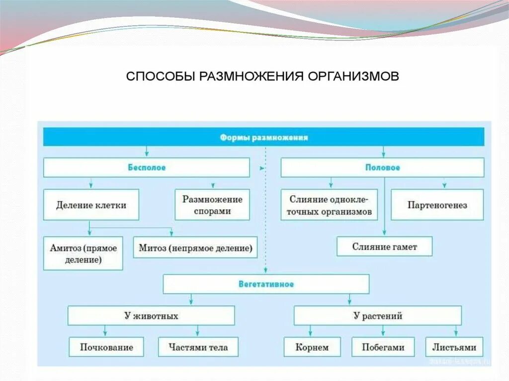 Назовите основные способы размножения