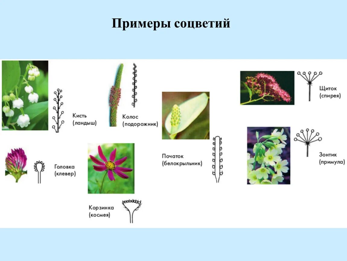 Соцветия растений. Соцветие полузонтик. Спирея соцветие щиток. Простые соцветия примеры.