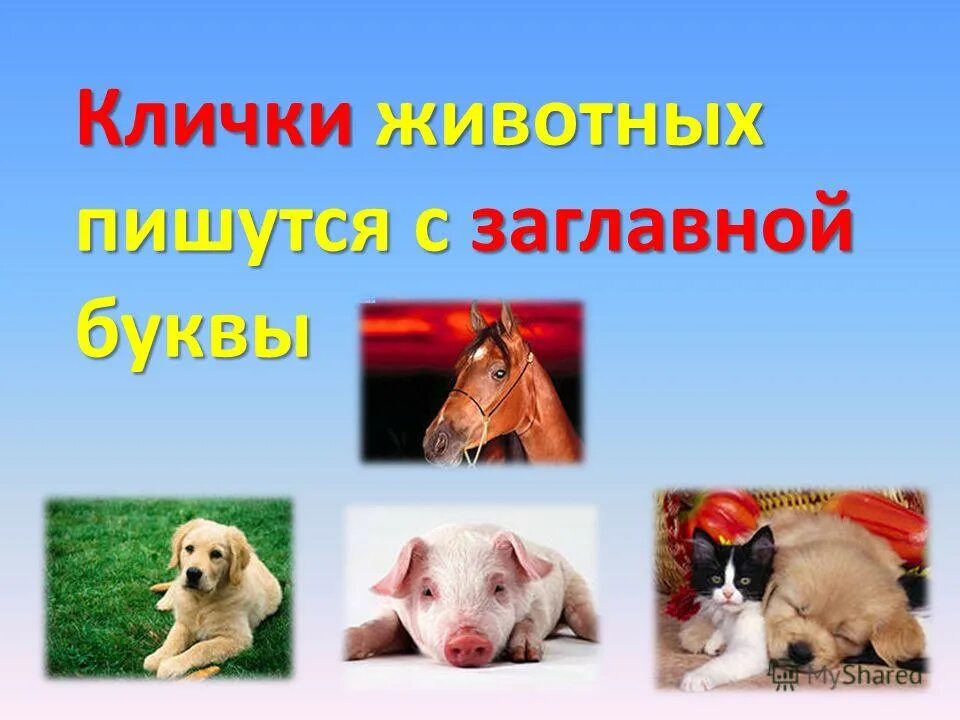 Имена и клички животных пишутся с большой буквы. Клички животных пишутся. Имена животных пишутся с большой. Имена и клички животных пишутся с большой буквы. Клички животных пишутся с большой или маленькой.