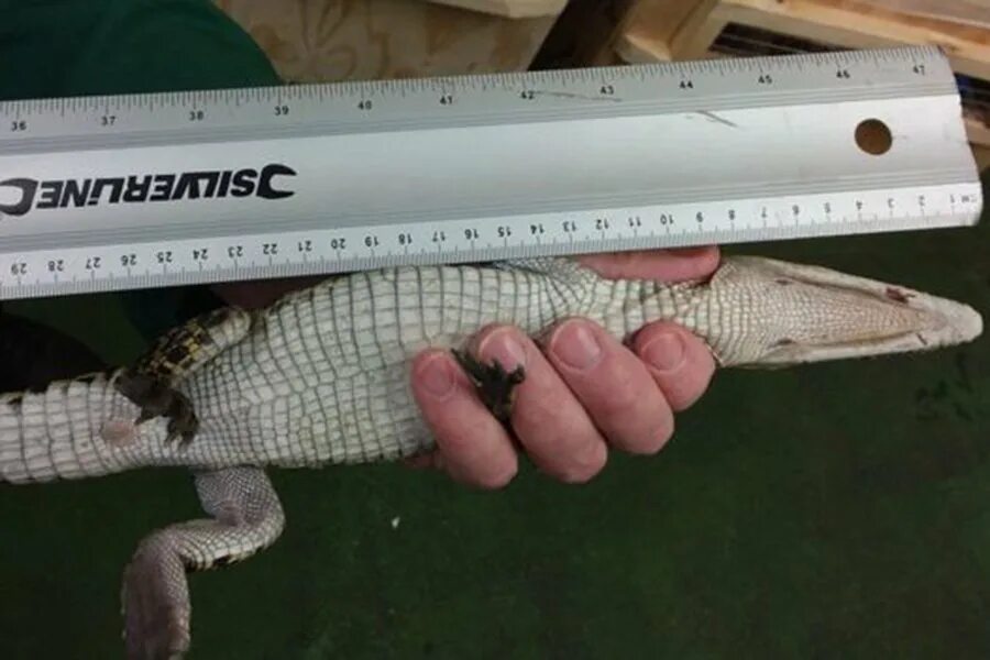 A crocodile is longer than a