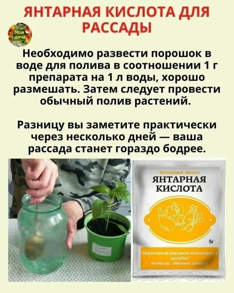 Как разводить янтарную кислоту для опрыскивания помидор