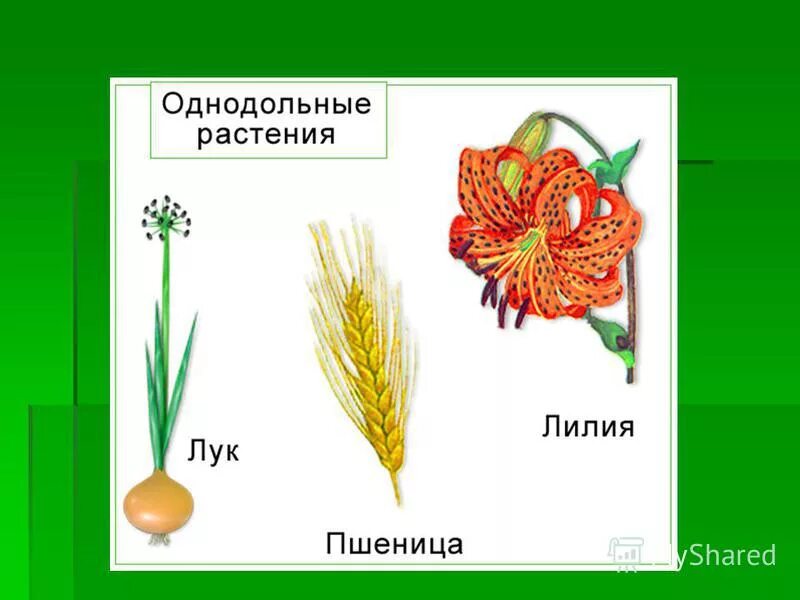 Какие растения называют однодольными примеры