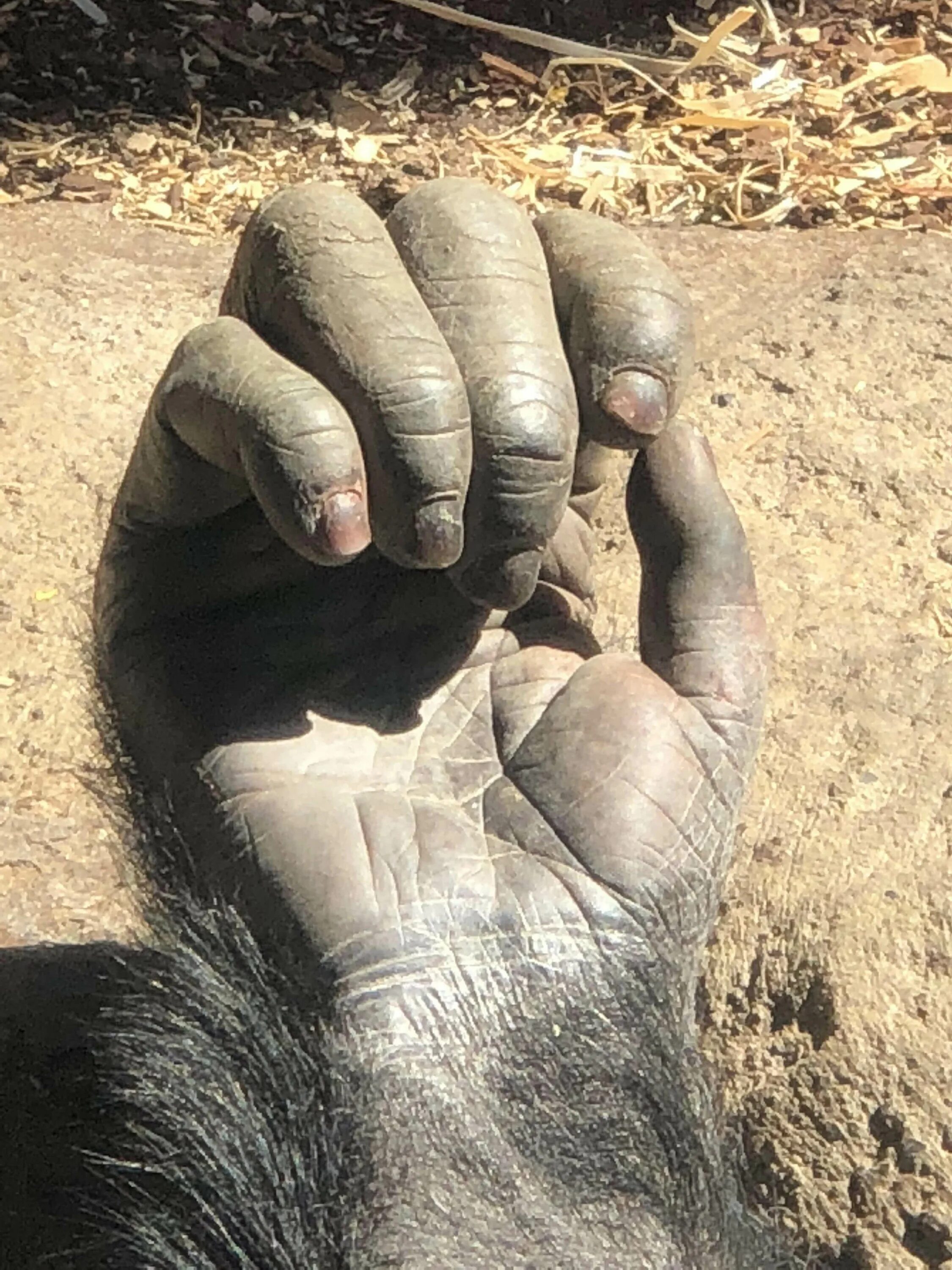 Ногти обезьяны. Рука шимпанзе. Ладонь обезьяны. Лапа обезьяны.