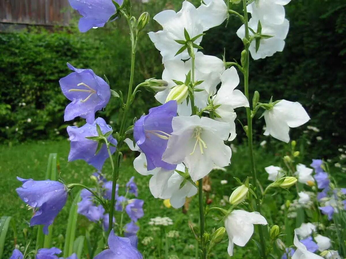 Колокольчики посадка и уход в открытом. Колокольчик персиколистный (Campanula persicifolia). Колокольчик Кампанула Медиум.