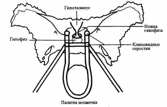 Гипофиз седло. Анатомия турецкого седла и гипофиза. Турецкое седло анатомия. Турецкое седло клиновидной. Диафрагма турецкого седла анатомия.