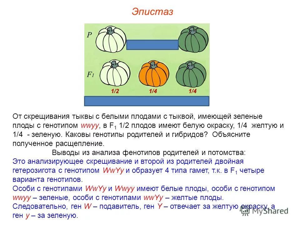 Генетика анализирующее скрещивание. Скрещивания двух разных растений. Селекционер скрестил гетерозиготное растение тыквы. Генетические задачи по биологии. При скрещивании гомозиготных растений томата.
