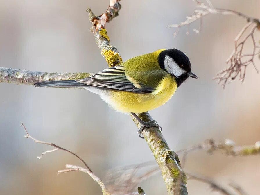 синица лазоревка. синичка. самец синицы. 1 2 синицы. синица лазоревка.