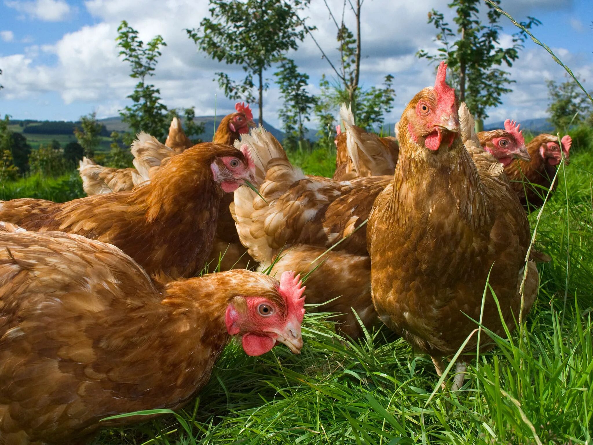 Red chickens