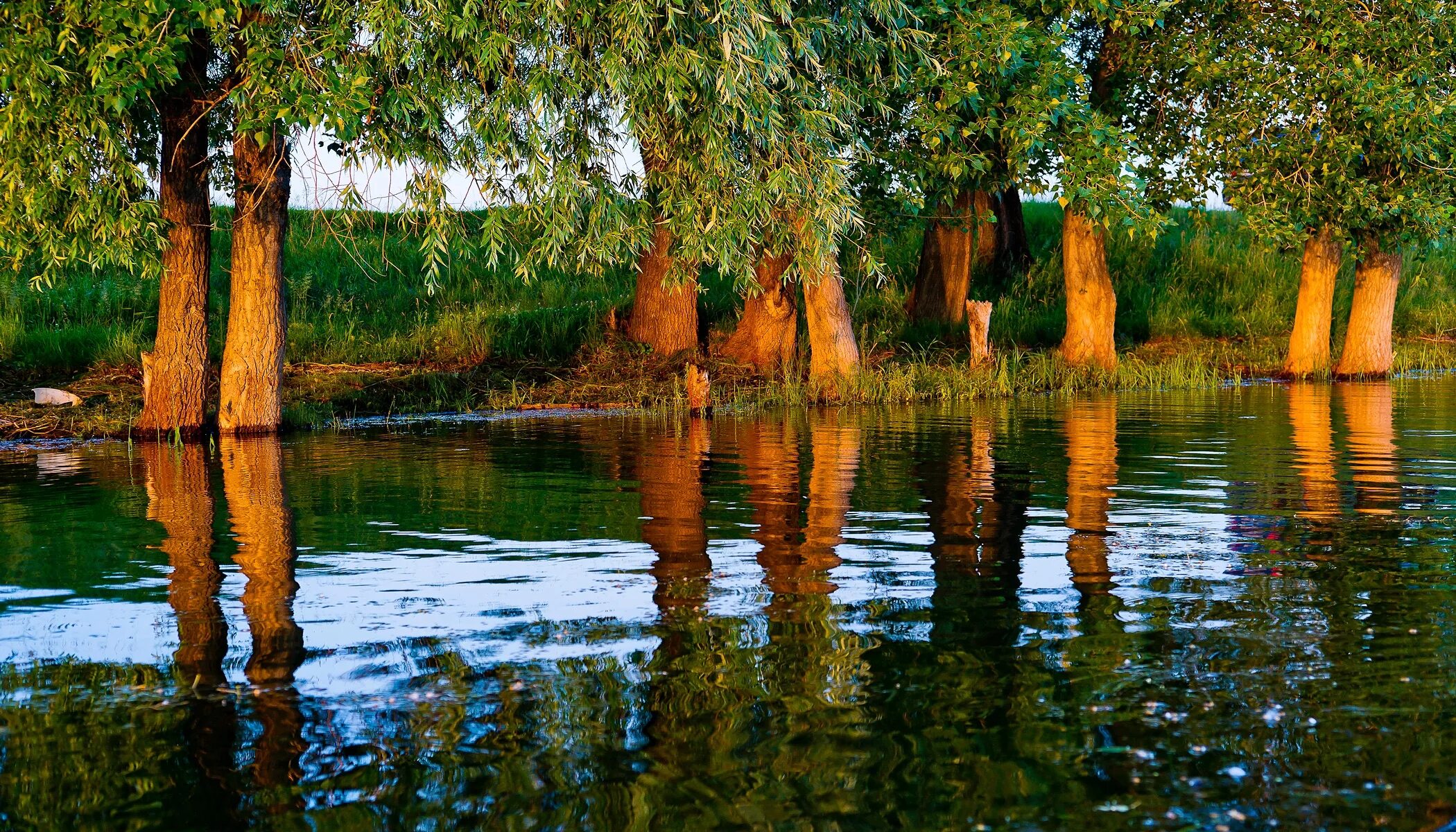 Деревья смотрят в воду. Дерево над водой. Дерево возле воды. Дерево у воды. Дерево у реки.