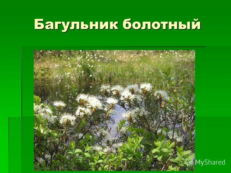 Растения башкортостана занесенные в красную книгу. Растения башкортостана занесенные в красную книгу