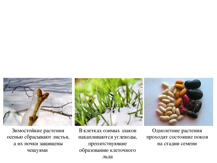 Сбрасывание листьев растениями. Сбрасывание листьев растениями